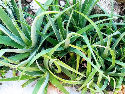 Aloes – roślina, która jest z nami od wieków